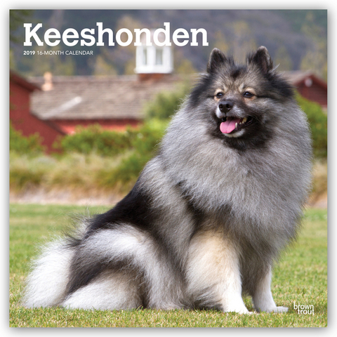 Keeshonden - Wolfsspitze 2019 - 18-Monatskalender mit freier DogDays-App