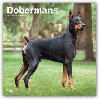Dobermans - Dobermänner 2019 - 18-Monatskalender mit freier DogDays-App