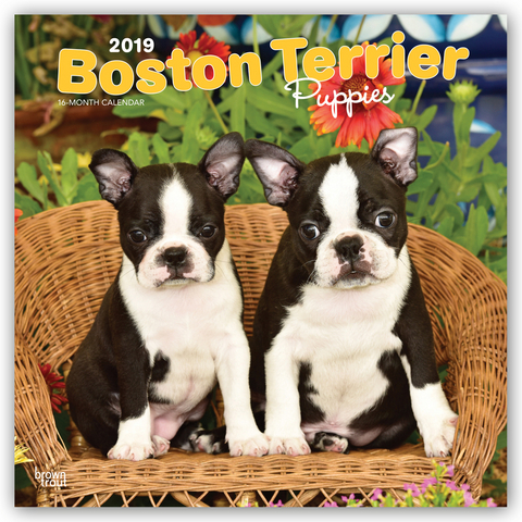 Boston Terrier Puppies - Boston Terrier Welpen 2019 - 18-Monatskalender mit freier DogDays-App