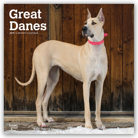 Great Danes - D&auml;nische Doggen 2019 - 18-Monatskalender mit freier DogDays-App