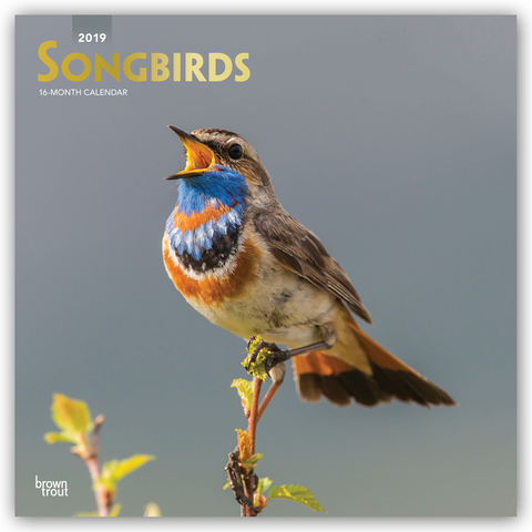 Songbirds - Singv&ouml;gel 2019 - 18-Monatskalender