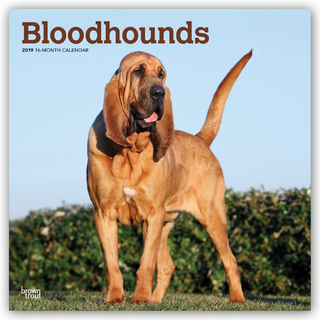 Bloodhounds - Bluthunde 2019 - 18-Monatskalender mit freier DogDays-App