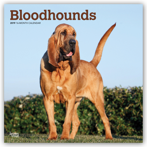 Bloodhounds - Bluthunde 2019 - 18-Monatskalender mit freier DogDays-App