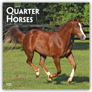 Quarter Horses 2019 - 18-Monatskalender