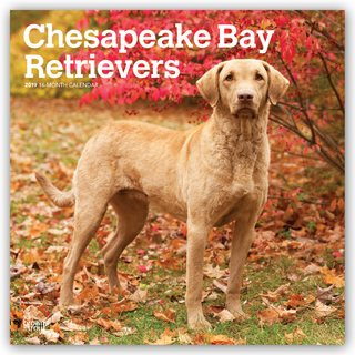 Chesapeake Bay Retrievers 2019 - 18-Monatskalender mit freier DogDays-App