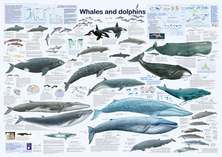 Whales and dolphins
