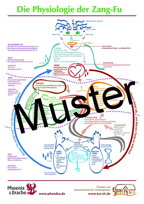 Poster Physiologie der Zang-Fu - Susanne Dr. med. vet. Hauswirth
