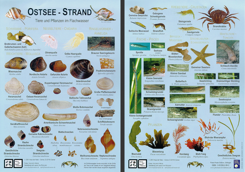 Ostsee-Strand - Vollrath Wiese, Ira Richling