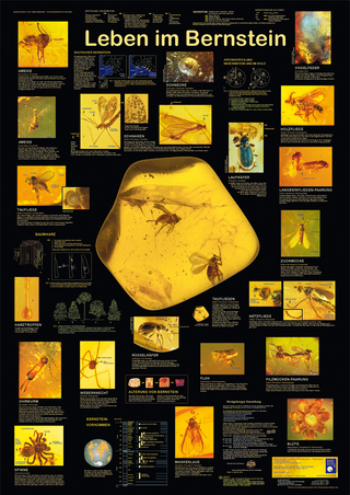 Leben im Bernstein