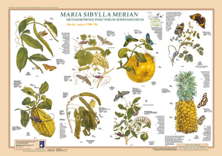 Maria Sibylla Merian: Metamorphosis Insectorum Surinamensium. Mai bis August 1700/1701