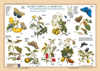 Maria Sibylla Merian: Metamorphosis Insectorum Surinamensium. Dezember bis April 1700/1701