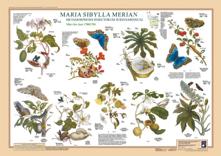 Maria Sibylla Merian: Metamorphosis Insectorum Surinamensium. März bis Juni 1700/1701