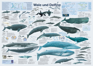 Wale und Delfine