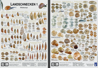 Landschnecken 1