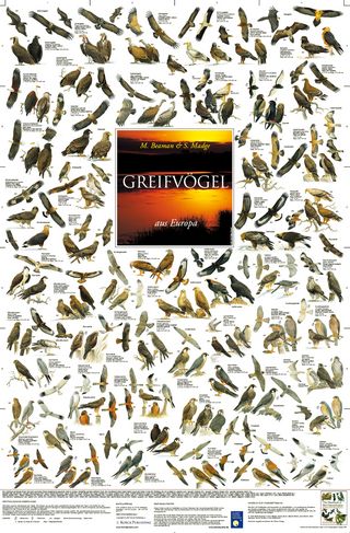 Greifvögel aus Europa