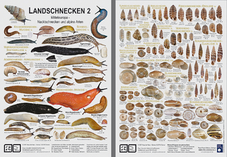 Landschnecken 2