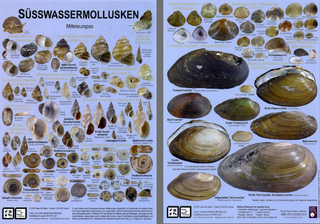 Süsswassermollusken Mitteleuropas