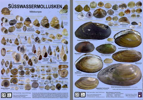 S&uuml;sswassermollusken Mitteleuropas - Vollrath Wiese, Ira Richling