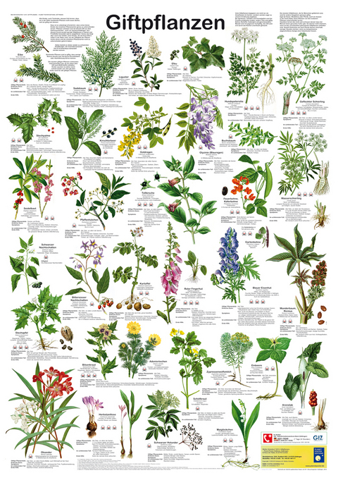 Giftpflanzen - F W Welter-Schultes
