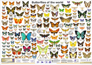 Butterflies of the world