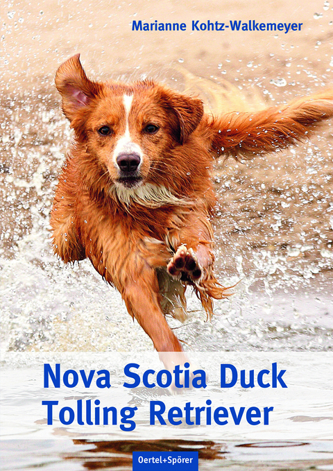 Nova Scotia Duck Tolling Retriever - Marianne Kohtz-Walkemeyer