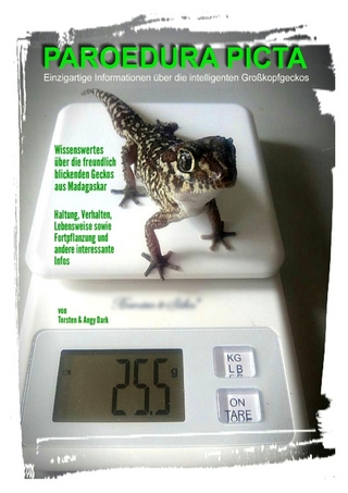 PAROEDURA PICTA (Großkopfgeckos)