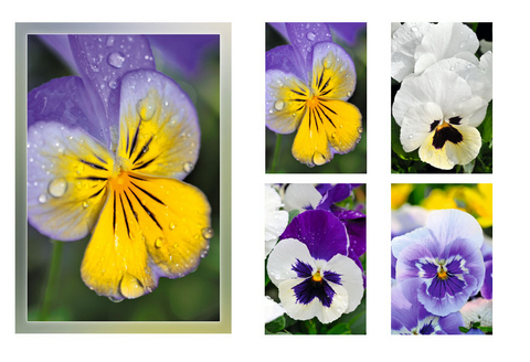 Gru&szlig;kartenk. Stiefm&uuml;tterchen