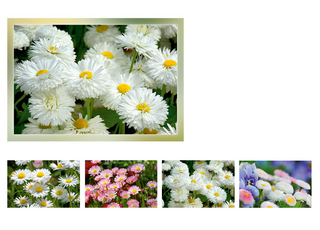 Grußkartenk. Margeriten oder Gänseblümchen