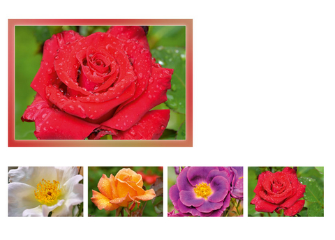 Gru&szlig;kartenk. Rosen