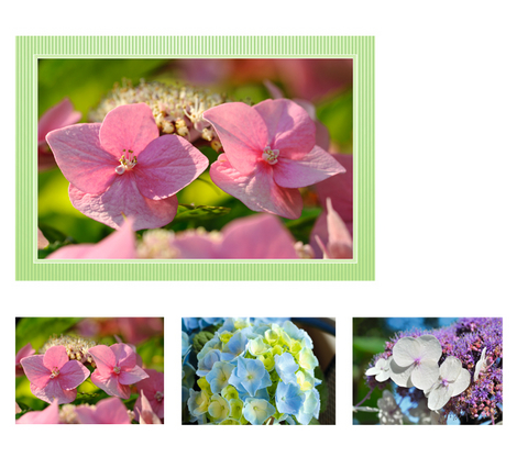 Gru&szlig;kartenet. Hortensien