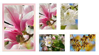 Grußkartenk. Blühende Frühlingsgehölze