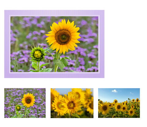 Gru&szlig;kartenet. Sonnenblumen