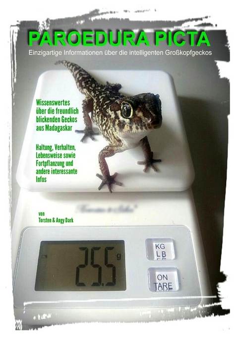 PAROEDURA PICTA - Gro&szlig;kopfgeckos - Angy Dark