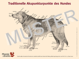 Traditionelle Akupunkturpunkte des Hundes