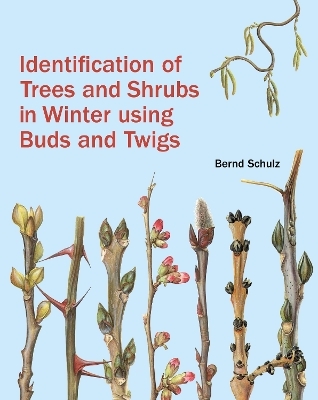 Identification of Trees and Shrubs in Winter Using Buds and Twigs - Bernd Schulz