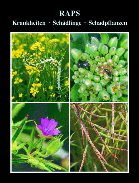 Raps - Volker H Paul