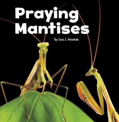 Praying Mantises - Lisa J. Amstutz