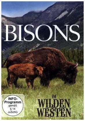 Bisons im wilden Westen