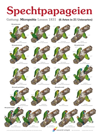 Spechtpapageien