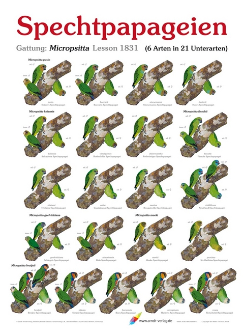 Spechtpapageien - Thomas Arndt
