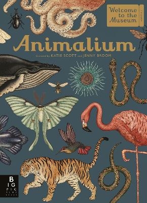 Animalium - Jenny Broom
