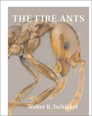 The Fire Ants