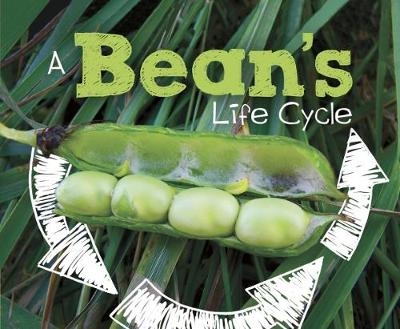 A Bean's Life Cycle - Mary R. Dunn