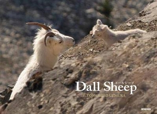 Dall Sheep