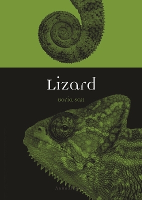 Lizard