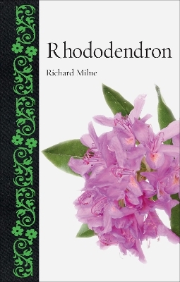 Rhododendron - Richard Milne