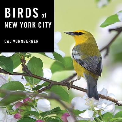 Birds of New York City - Cal Vornberger