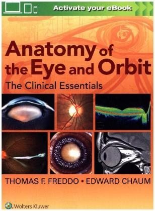 Anatomy of the Eye and Orbit