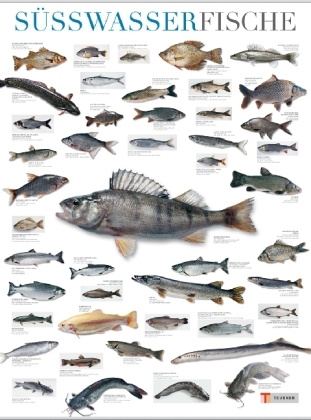 Süßwasserfische / Freshwater Fish / Poisson d' eau douce, Poster