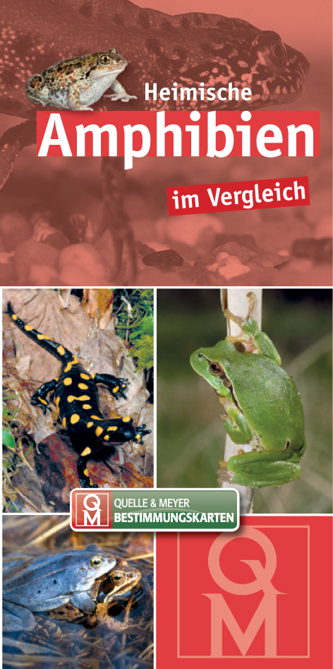 Heimische Amphibien im Vergleich